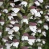 Acanthus Spinosus -GardenJoy Sales Store ACAN V59518 A h