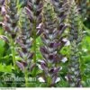 Acanthus Mollis 2 Acanthus Mollis -GardenJoy Sales Store ACAN V61154 B