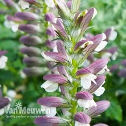 Acanthus Mollis -GardenJoy Sales Store ACAN V61154 C