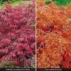 Acer Palmatum Var. Dissectum 'Rubrum' -GardenJoy Sales Store ACER V11237 A h