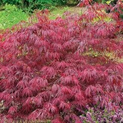 Acer Palmatum Var. Dissectum 'Rubrum' -GardenJoy Sales Store ACER V11237 C h
