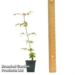 Acer Palmatum 'Atropurpureum' -GardenJoy Sales Store ACER ATROPU7CM T44907 A
