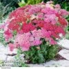 Achillea Millefolium 'Summer Pastels' -GardenJoy Sales Store ACHI T63820 A