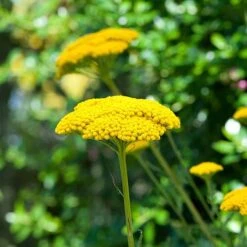 Achillea Filipendulina 'Cloth Of Gold'