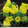 Aconite In The Green -GardenJoy Sales Store ACON V17260 B