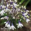 Agapanthus 'Fireworks' -GardenJoy Sales Store AGA FIRE