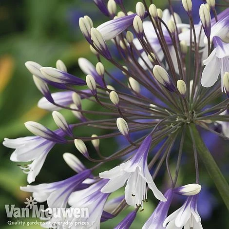 Agapanthus 'Fireworks' 4 Agapanthus 'Fireworks' - Image 2