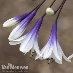 Agapanthus 'Fireworks' 14 Agapanthus 'Fireworks' -GardenJoy Sales Store AGA FIRE B