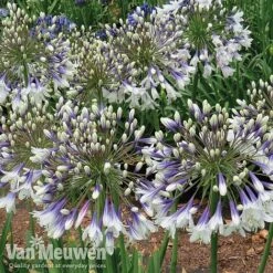 Agapanthus 'Fireworks' 15 Agapanthus 'Fireworks' -GardenJoy Sales Store AGA FIRE C