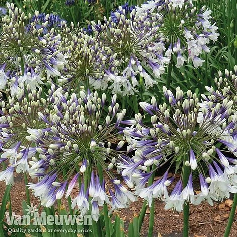 Agapanthus 'Fireworks' 6 Agapanthus 'Fireworks' - Image 4