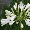 Agapanthus Africanus 'Albus' -GardenJoy Sales Store AGAP V59522 A h