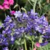 Agapanthus 'Jacaranda' -GardenJoy Sales Store AGAP V63416 A h