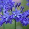 Agapanthus 'Northern Star' -GardenJoy Sales Store AGAP V63417 A h