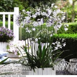 Agapanthus 'Twister' -GardenJoy Sales Store AGAP V63766 C