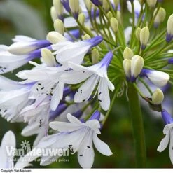 Agapanthus 'Twister' -GardenJoy Sales Store AGAP V63766 D