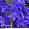 Agapanthus 'Flower Of Love' 2 Agapanthus 'Flower Of Love' -GardenJoy Sales Store AGAP V72561 C