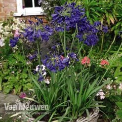 Agapanthus 'Flower Of Love' -GardenJoy Sales Store AGAP V72561 D