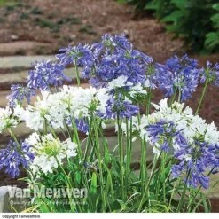Agapanthus 'Ever Sapphire' -GardenJoy Sales Store AGAP VKA3940 B
