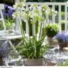 Agapanthus 'Ever White' -GardenJoy Sales Store AGAP VKA3941 B1