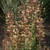 Agastache 'Summer Glow' -GardenJoy Sales Store AGAS V59524 A h