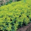 Alchemilla Mollis 'Thriller' -GardenJoy Sales Store ALCH V65062 A h