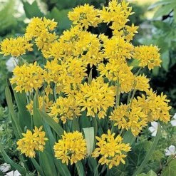 Bumper Spring Bulb Collection -GardenJoy Sales Store ALLI T11408 A h