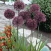 Allium 'Gladiator' -GardenJoy Sales Store ALLI V58951 A h