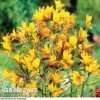 Alstroemeria 'Sweet Laura' -GardenJoy Sales Store ALST 61567 A