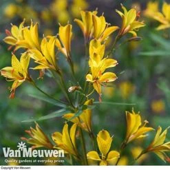 Alstroemeria 'Sweet Laura' 10 Alstroemeria 'Sweet Laura' -GardenJoy Sales Store ALST 61567 D