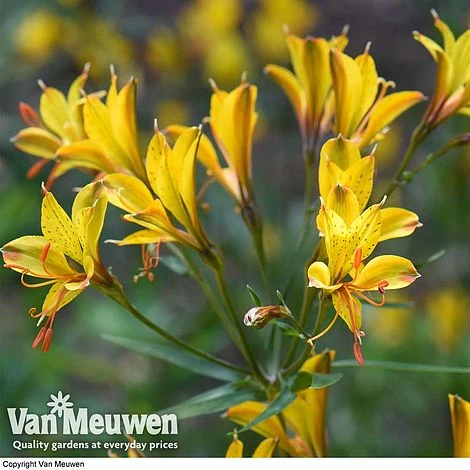 Alstroemeria 'Sweet Laura' 4 Alstroemeria 'Sweet Laura' - Image 2