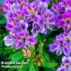 Alstroemeria 'Butterfly Hybrids' -GardenJoy Sales Store ALST BUTTERHYB L39296