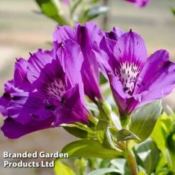 Alstroemeria 'Butterfly Hybrids' -GardenJoy Sales Store ALST BUTTERHYB L39297