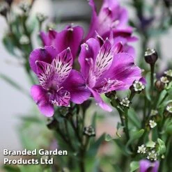 Alstroemeria 'Butterfly Hybrids' -GardenJoy Sales Store ALST BUTTERHYB L39298