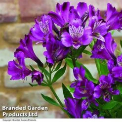 Alstroemeria 'Butterfly Hybrids' -GardenJoy Sales Store ALST BUTTERHYB T19299