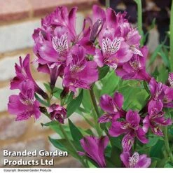 Alstroemeria 'Butterfly Hybrids' -GardenJoy Sales Store ALST BUTTERHYB T19348