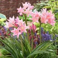 Amarcrinum Memoria-corsii 'Howardii' -GardenJoy Sales Store AMAR V57485 A h