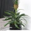 Pineapple Plant 2 Pineapple Plant -GardenJoy Sales Store ANAN PINEAPPLE A