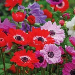 Bumper Spring Bulb Collection -GardenJoy Sales Store ANEM T56672 A h