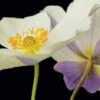 Anemone 'Wild Swan' -GardenJoy Sales Store ANEM V13504 A h