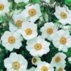 Anemone X Hybrida 'Honorine Jobert' -GardenJoy Sales Store ANEM V59530 A h