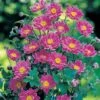 Anemone X Hybrida 'September Charm' -GardenJoy Sales Store ANEM V66347 A h