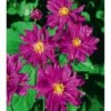 Anemone Hupehensis Var. Japonica 'Prinz Heinrich' 2 Anemone Hupehensis Var. Japonica 'Prinz Heinrich' -GardenJoy Sales Store ANEM V66351 A h