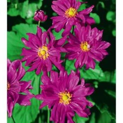 Anemone Hupehensis Var. Japonica 'Prinz Heinrich'