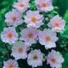 Anemone Hybrida 'Queen Charlotte' -GardenJoy Sales Store ANEM V66353 A h