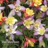 Aquilegia Caerulea 'Mrs Scott-Elliott' (Garden Ready) 1 Aquilegia Caerulea 'Mrs Scott-Elliott' (Garden Ready) -GardenJoy Sales Store AQUI V75660 A