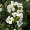 Arabis Caucasica 'Pixie Cream' -GardenJoy Sales Store ARAB V59538 A h