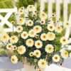 Argyranthemum 'Double Espresso Macchiato' -GardenJoy Sales Store ARGY V70508 A h