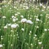 Armeria Maritima 'Alba' 1 Armeria Maritima 'Alba' -GardenJoy Sales Store ARME V59540 A h