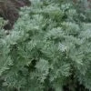 Artemisia Arborescens 'Powis Castle' -GardenJoy Sales Store ARTE V59542 B h