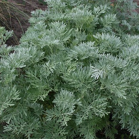 Artemisia Arborescens 'Powis Castle' 3 Artemisia Arborescens 'Powis Castle'